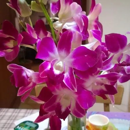 Lo Gnomo Сульмона